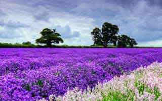 49图库澳门赛前表一对照，足总杯临场变阵太突然，布莱顿到底在防谁